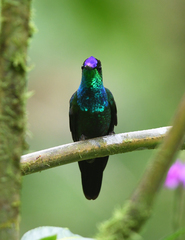 Heliodoxa leadbeateri