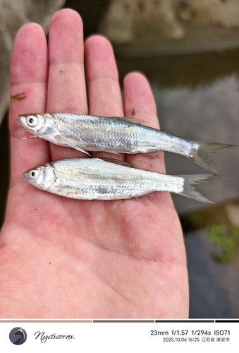 False Bream