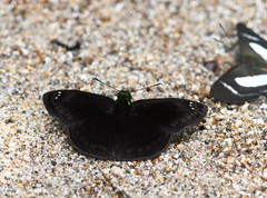 Gorgopas chlorocephala
