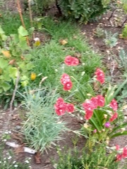 Dianthus caryophyllus