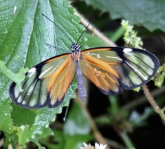 Heterosais giulia caucaensis