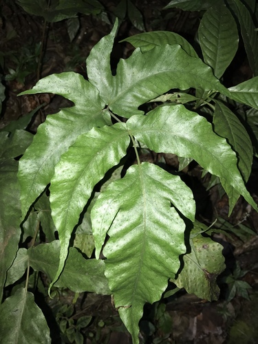 Tectaria heracleifolia image