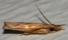 Fissicrambus profanellus