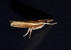 Fissicrambus profanellus
