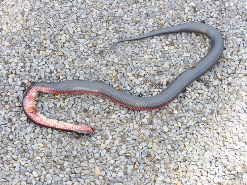 Red-bellied Black Snake sighting