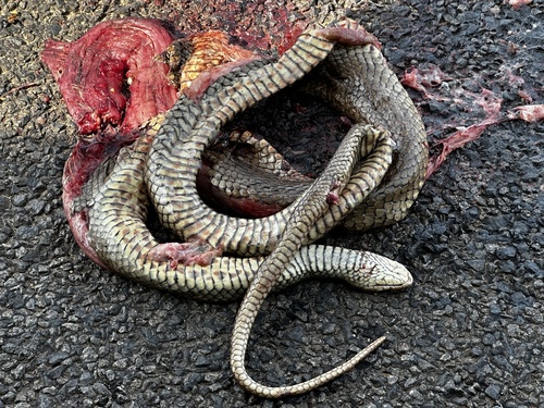 Eastern Brown Snake sighting