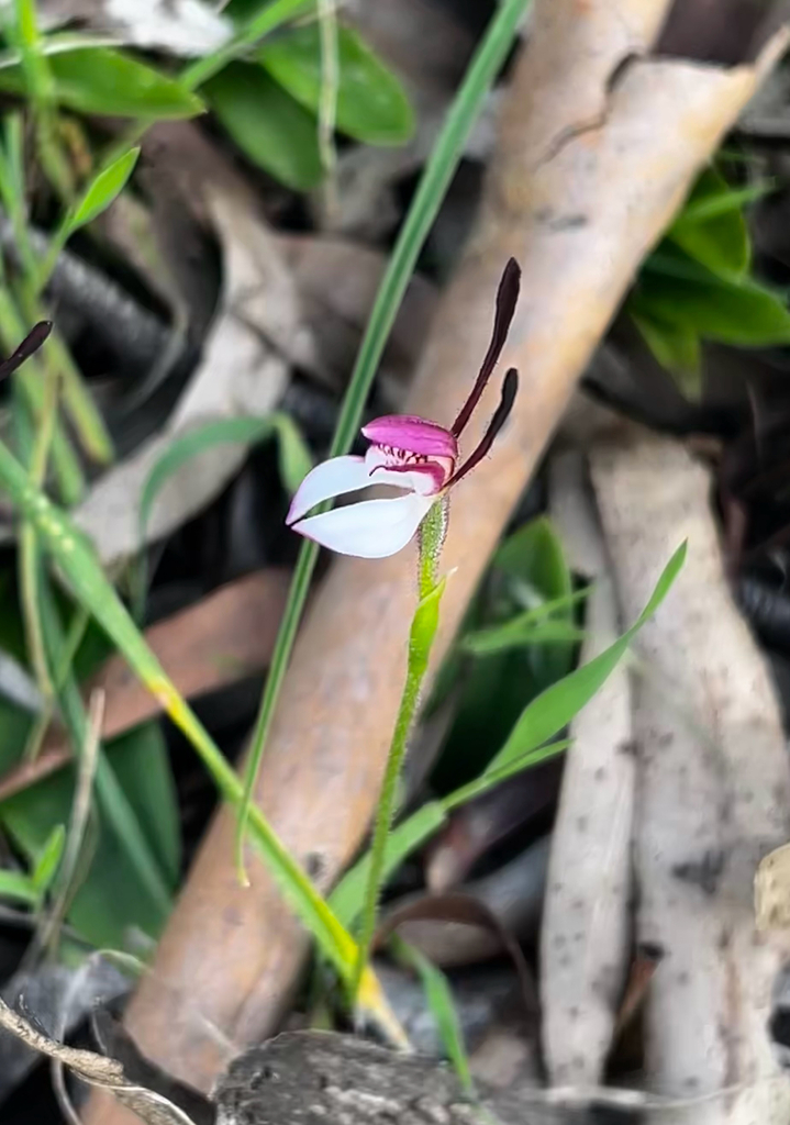 Leptoceras menziesii