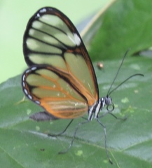 Heterosais giulia caucaensis
