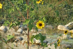 Helianthus annuus