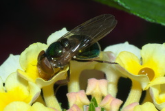 Copestylum vesicularium