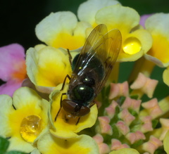 Copestylum vesicularium