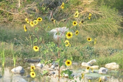 Helianthus annuus