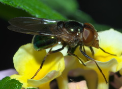 Copestylum vesicularium