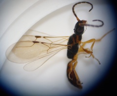 Austranesia tofti