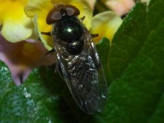 Copestylum vesicularium