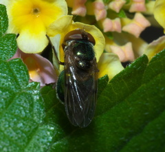 Copestylum vesicularium