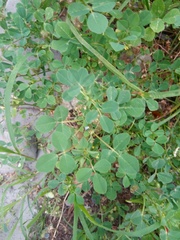 Medicago polymorpha polymorpha