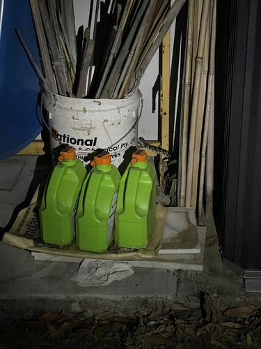 Coastal Carpet Python sighting