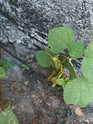 Large Green Grasshopper