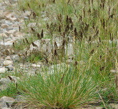 Deschampsia brevifolia