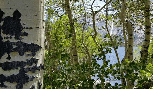Populus tremuloides iNat (2)