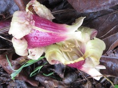 Oroxylum indicum