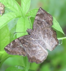 Antigonus erosus