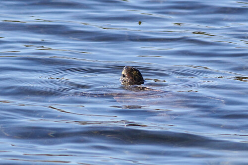 Green Sea Turtle photographed in Massachusetts