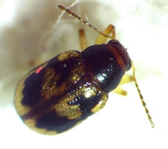 Paria quadrinotata