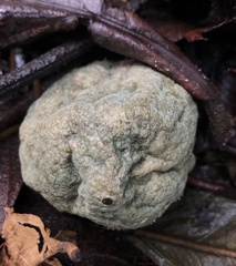 Penicillium digitatum