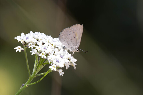 Candalides cyprotus