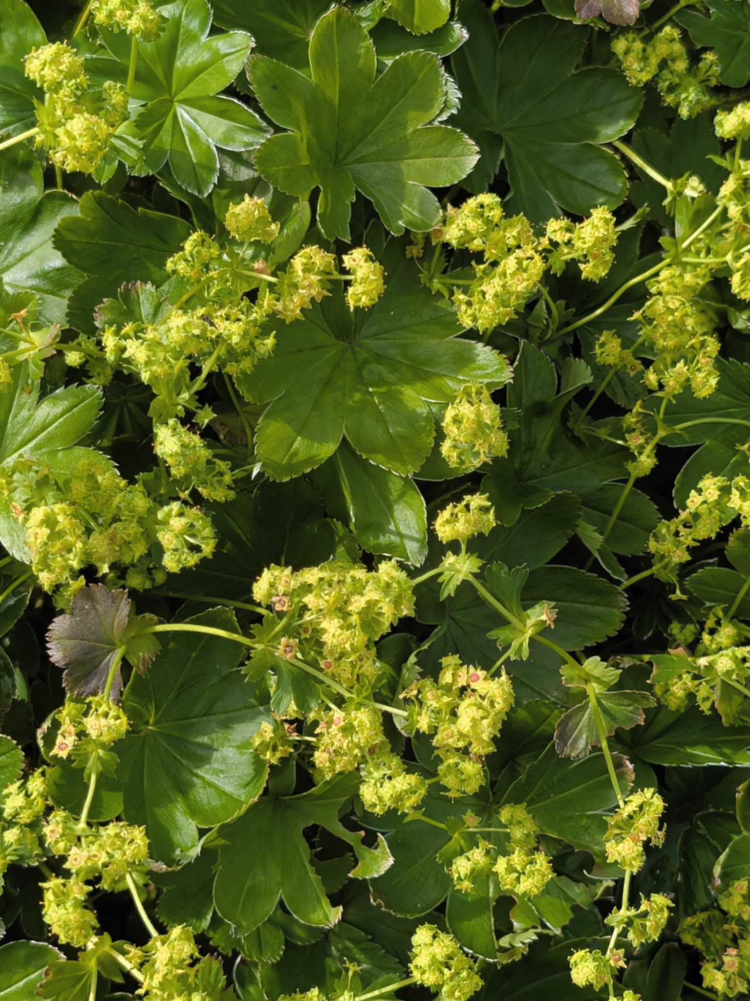 Faeroeic Lady's-Mantle (Alchemilla faeroensis)