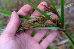 Tall Flatsedge (Cyperus exaltatus)