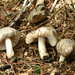 Pluteus orestes - Photo (c) Alan Rockefeller, some rights reserved (CC BY), uploaded by Alan Rockefeller