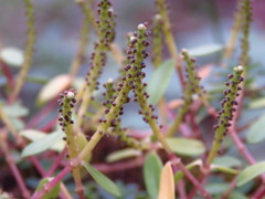 Peperomia leptophylla