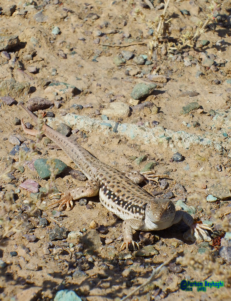 Fahimi's Racerunner photo 3