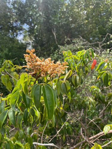 Connarus monocarpus observed 2025-10-05