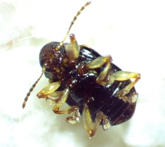 Paria quadrinotata