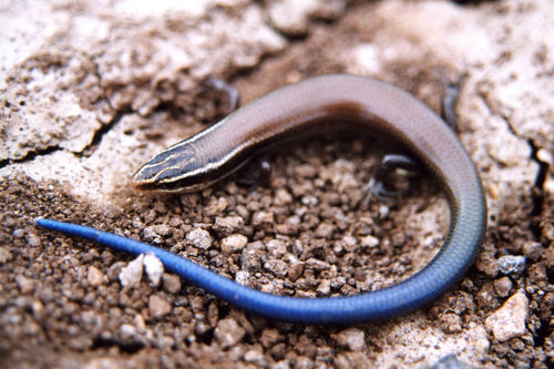 Four-lined Skink