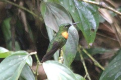 Heliodoxa aurescens