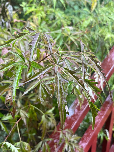 Five-leaved chaste tree