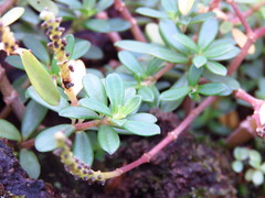 Peperomia leptophylla