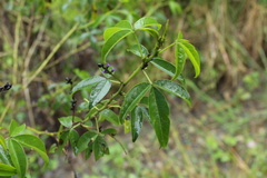 Otholobium mexicanum