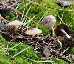 Psathyrella pennata