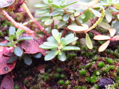 Peperomia leptophylla
