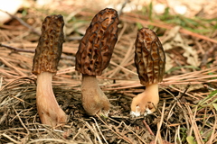 Morchella brunnea