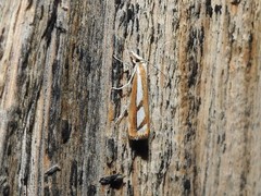 Catoptria latiradiellus