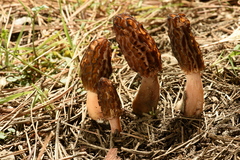 Morchella brunnea