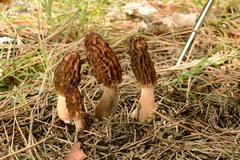 Morchella brunnea