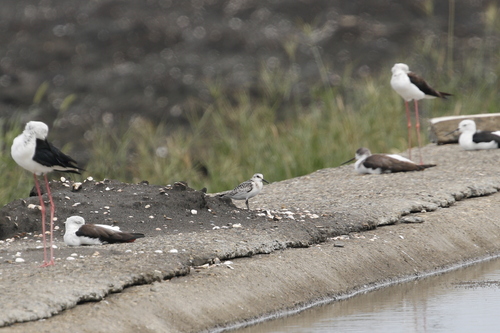 Bécasseau sanderling, jeune